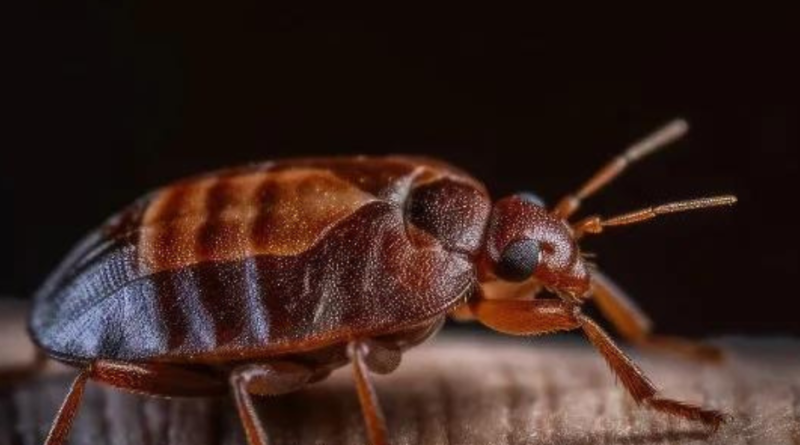 Bedbugs Bite Cats