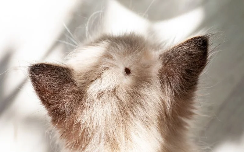Identifying Bedbug Bites on Cats