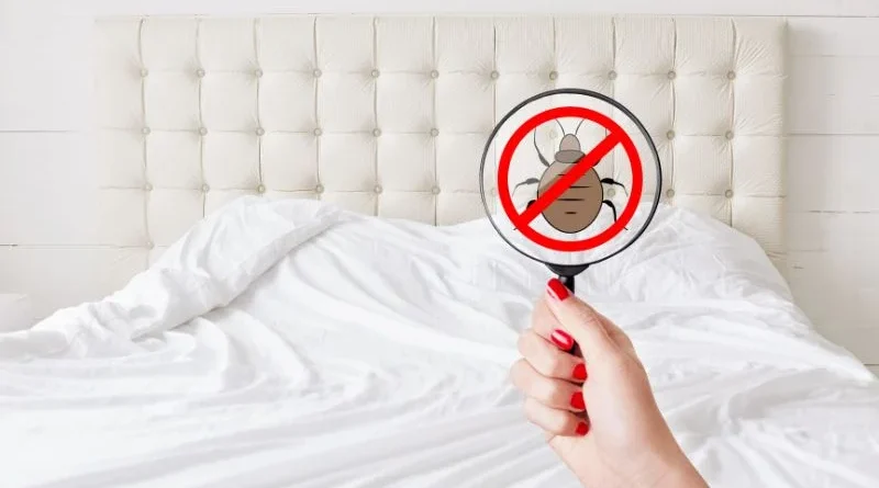 How to Check for Bedbugs in a Hotel