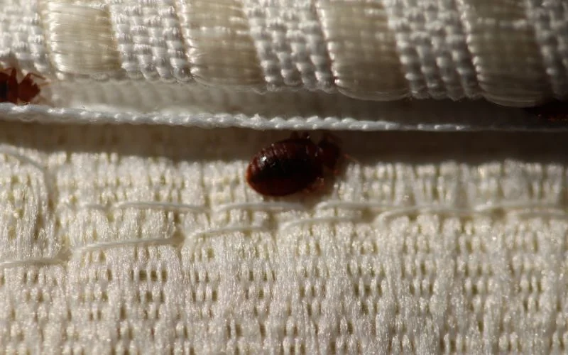 Key Areas to Check for Bedbug Presence