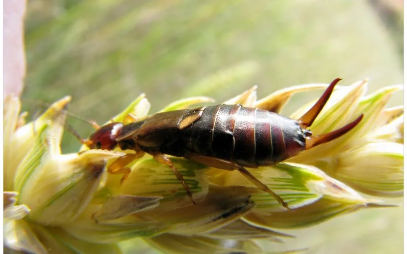 Earwigs: Pests or Harmless Creatures?