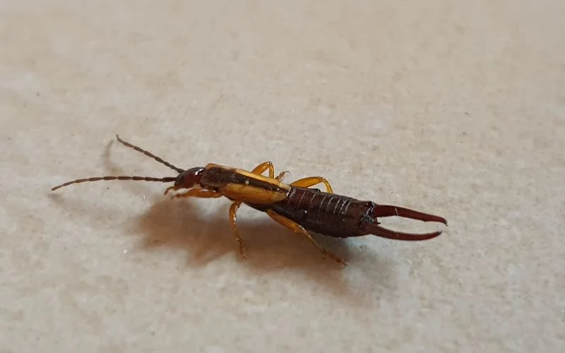 What Are Earwigs?