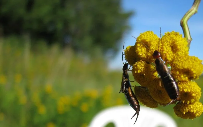 What are Earwigs?