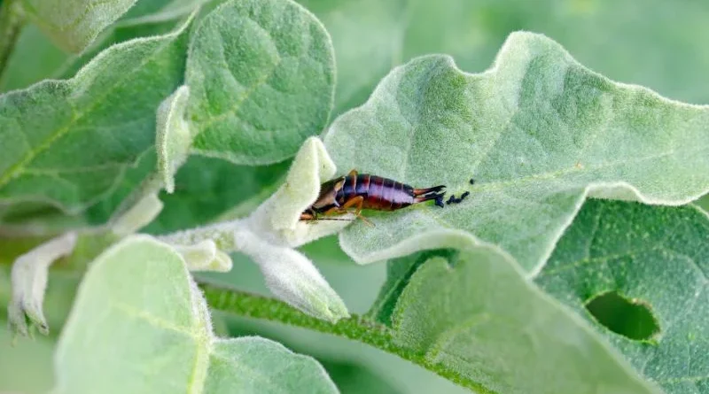 Earwigs