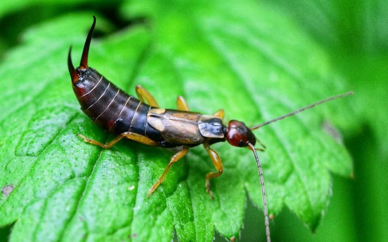 Nighttime Earwig Control Techniques