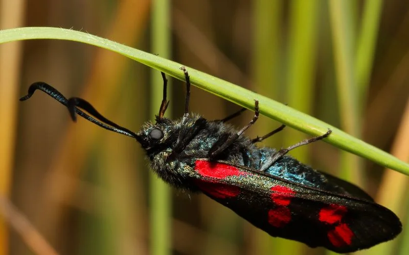 Natural vs. Artificial Attraction Sources for Insects