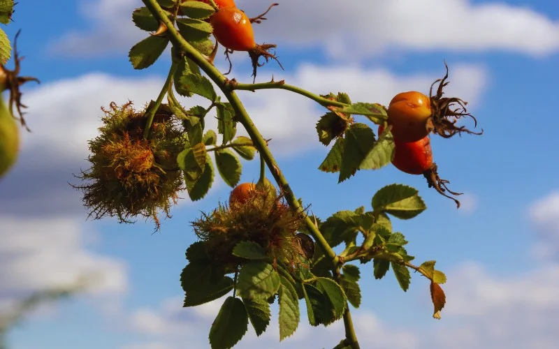 Cultural Significance | Gall Wasps