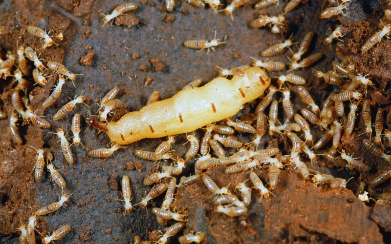 Termite Queen Appearance