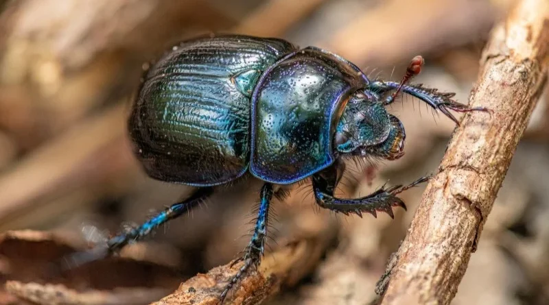 Different Types of Pest